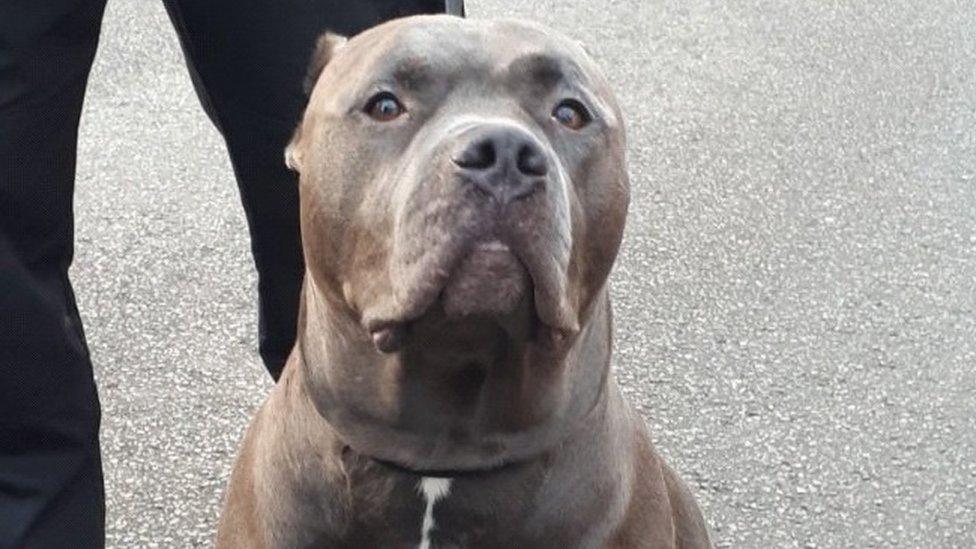 Marley the dog