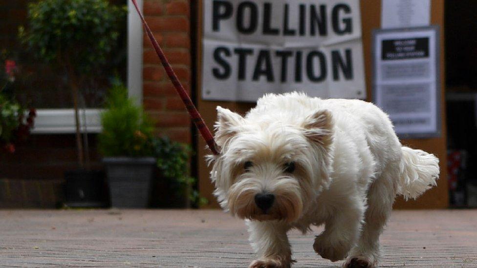 Dog-outside-polling-station.