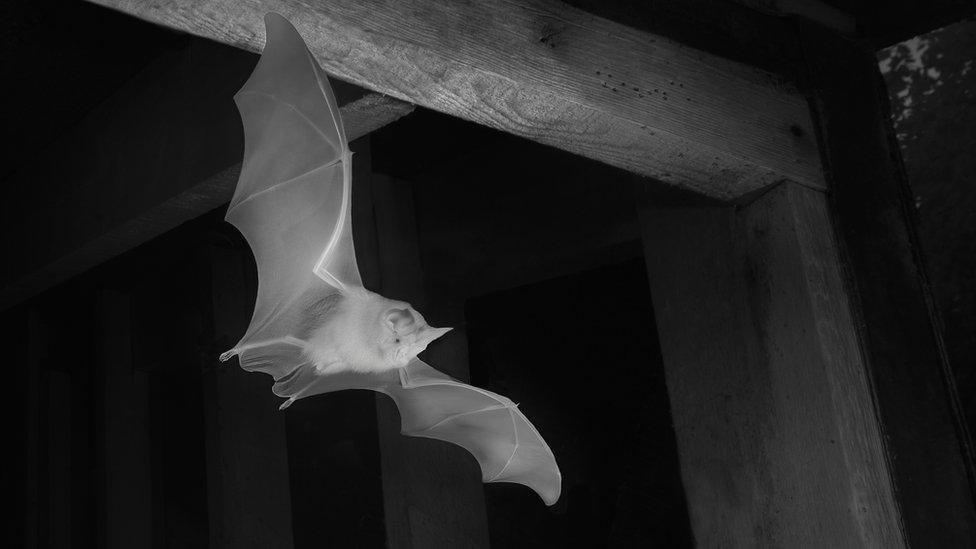 Greater horseshoe bat