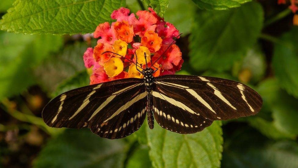 Butterfly with white stripes