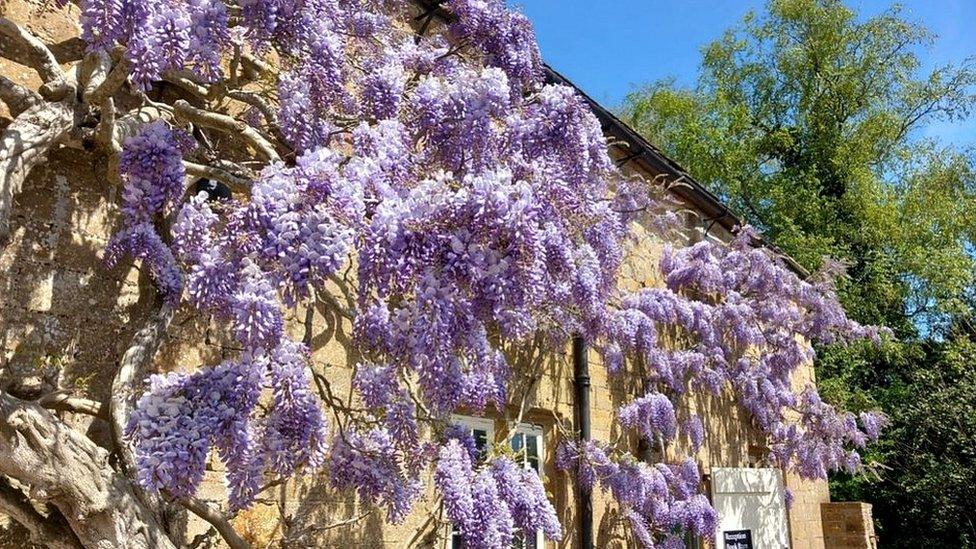 Wisteria growing on a building