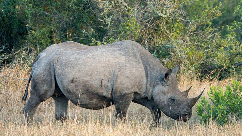 A black rhino