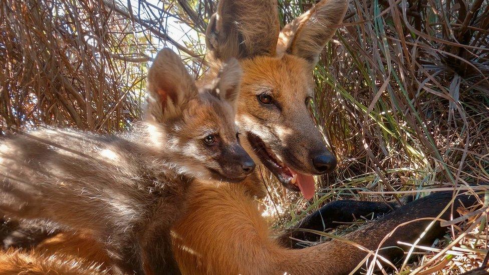 Mother maned wolf lies in the grassland den with one of her pups lying on top of her