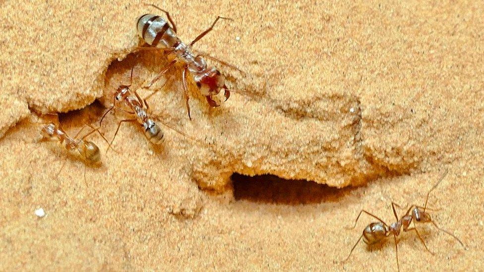 Saharan-silver-ant