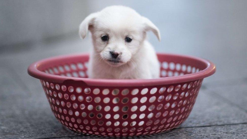 Puppy in a basket