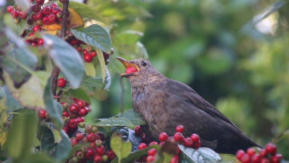 Bird eating berries