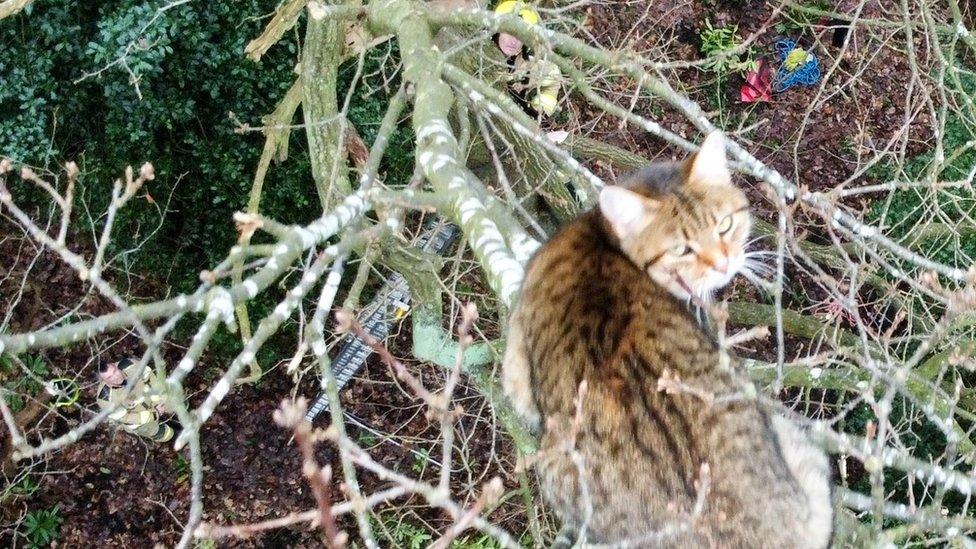 Cat stuck in tree