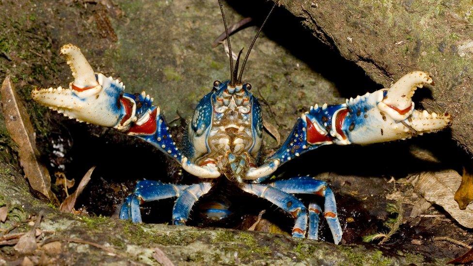 colourful spiny crayfish