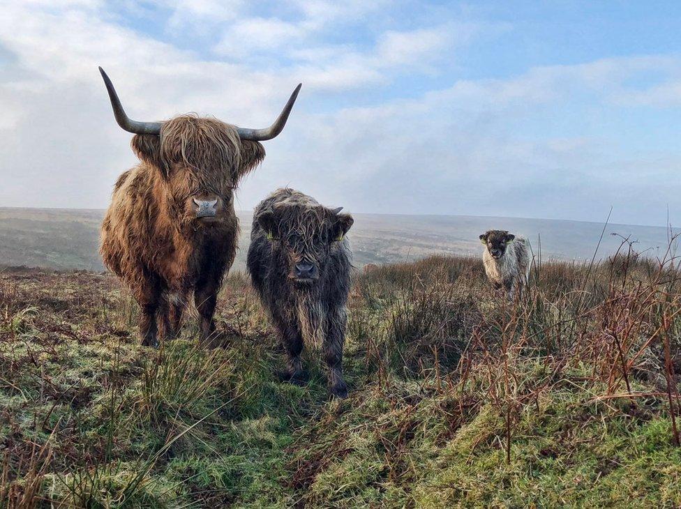 Three Highland Cattle on Exmoor