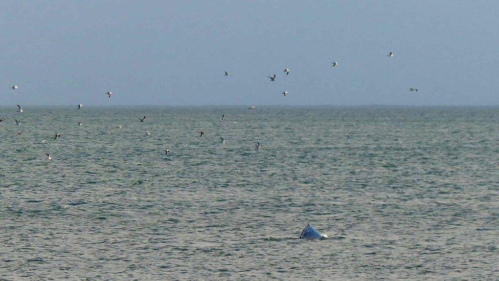 Whale and gulls