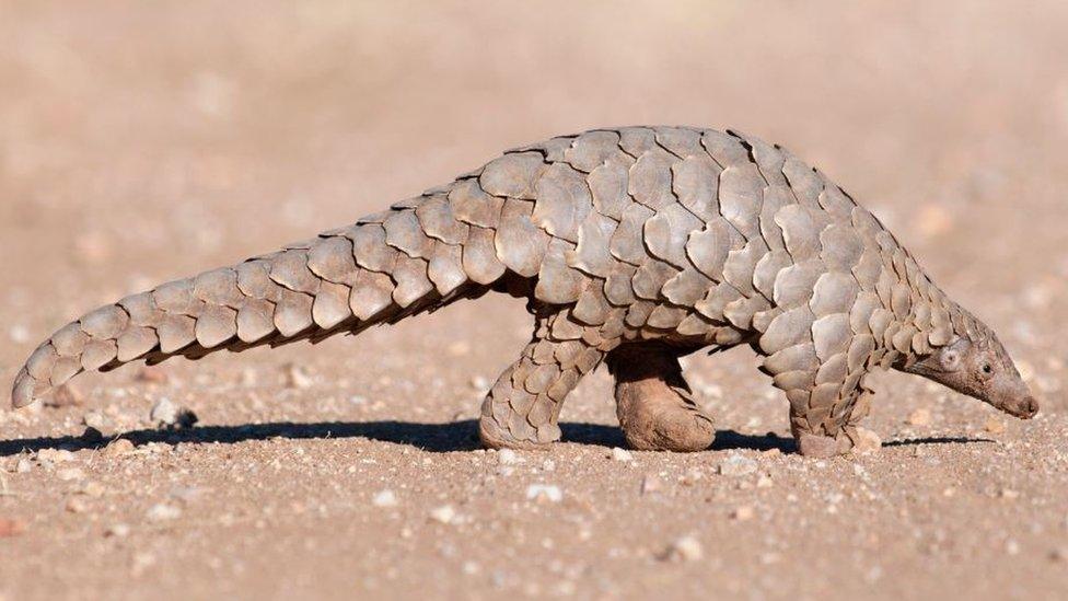 pangolin