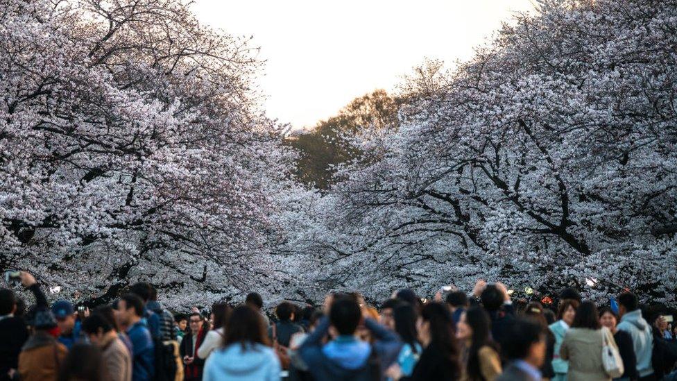 cherry trees