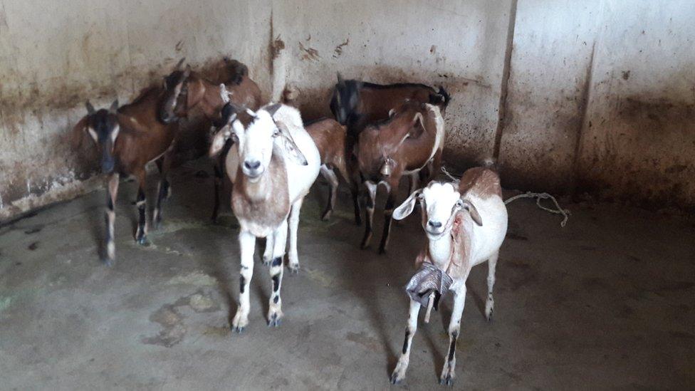 Kunwar Bai Yadav's goats