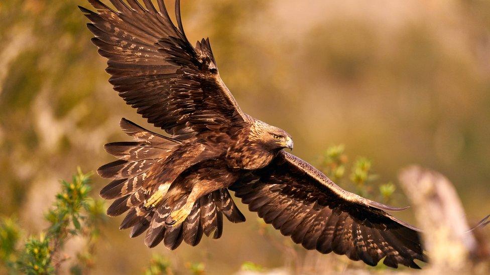 Close up of a golden eagle in flight