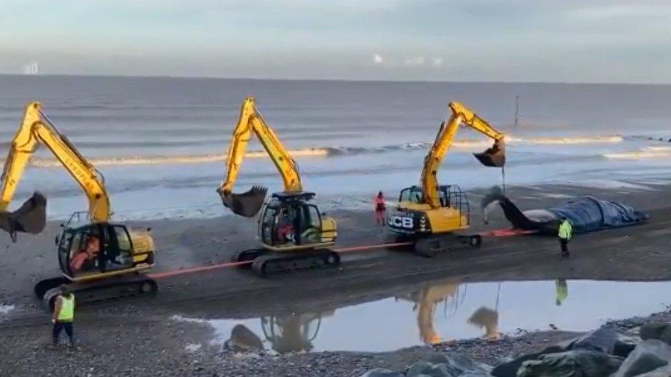 Whale being removed