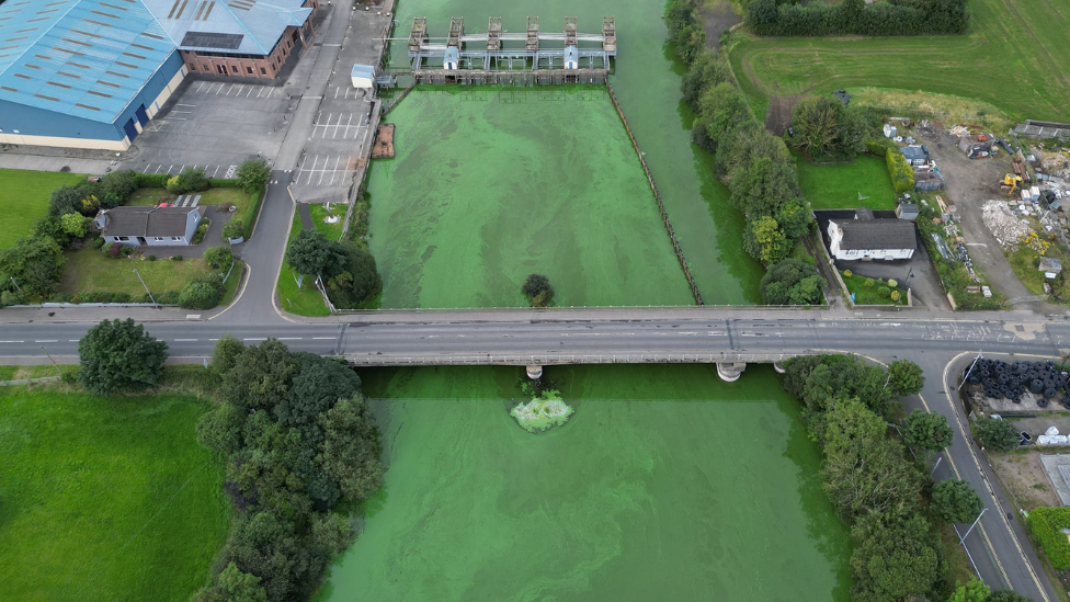 blue-green algae bloom in Toome, aerial drone shot showing roads, buildings and bright green water