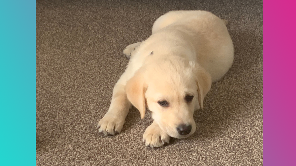 A picture of a golden puppy sent in by a Newsround viewer