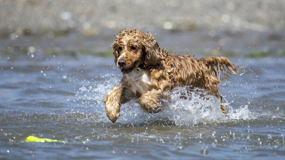 Harvey, a three-year-old Cocker Spaniel, plays in the Irish Sea at Murlough Beach in Northern Ireland