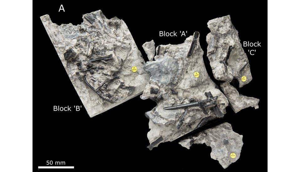 illustration shows scans of the fossilised reptile in the rock with different sections identified in blocks