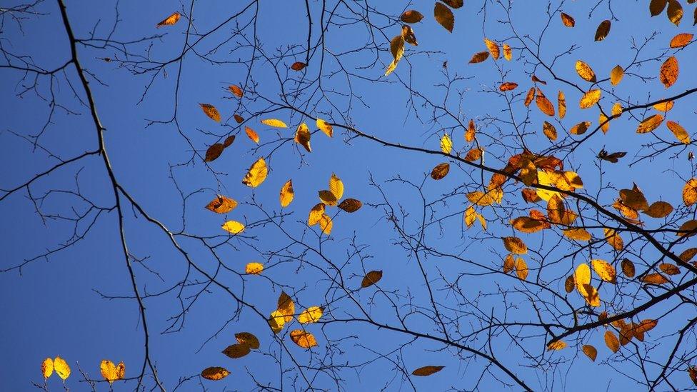 autumn leaves on trees.