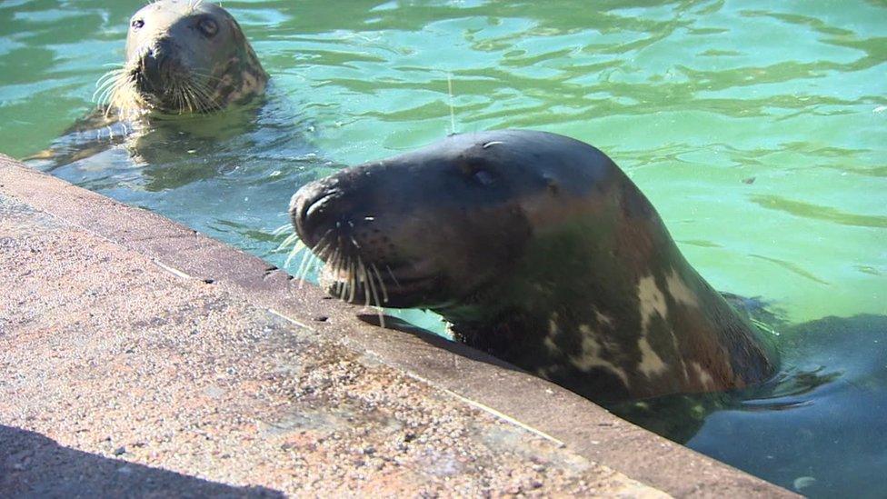 Seals at Cornish Seal Sanctuary