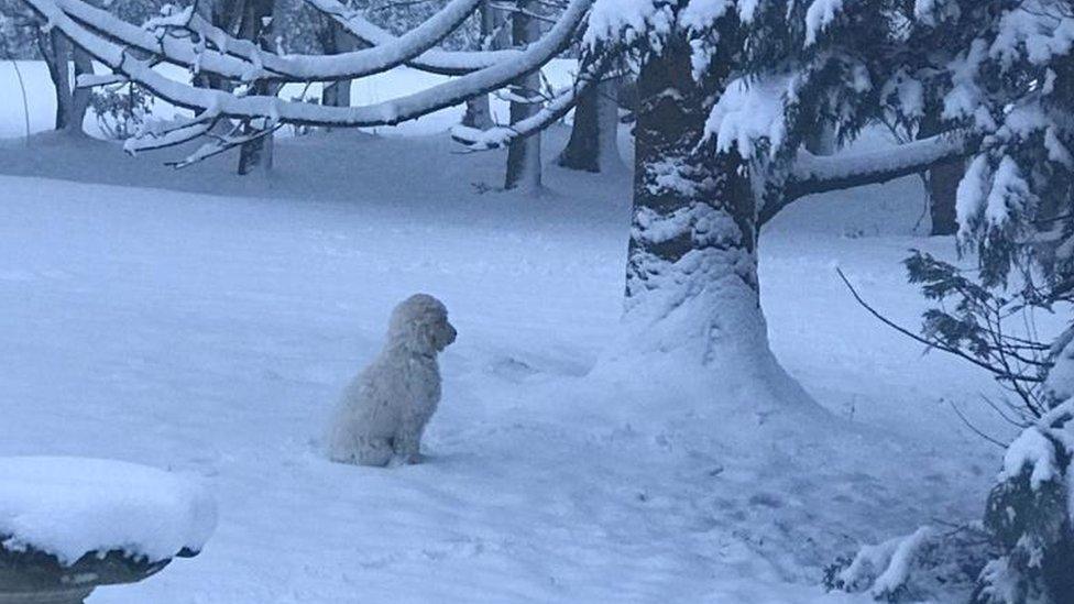 Poodle puppy sat in the snow