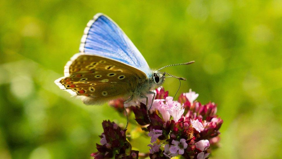 The Adonis Blue Butterfly