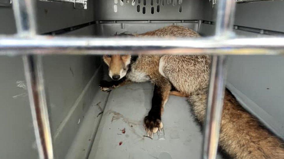 Fox rescue