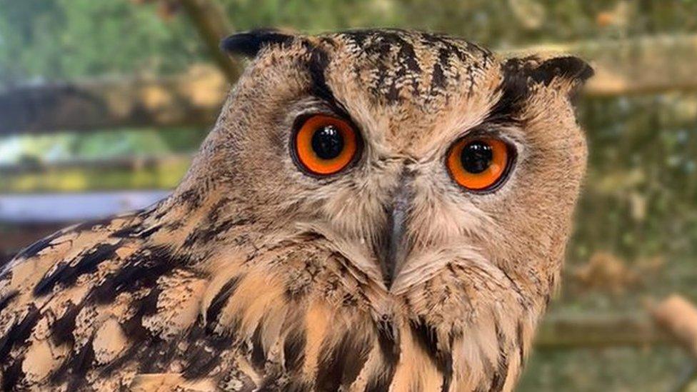 Frank the eagle owl