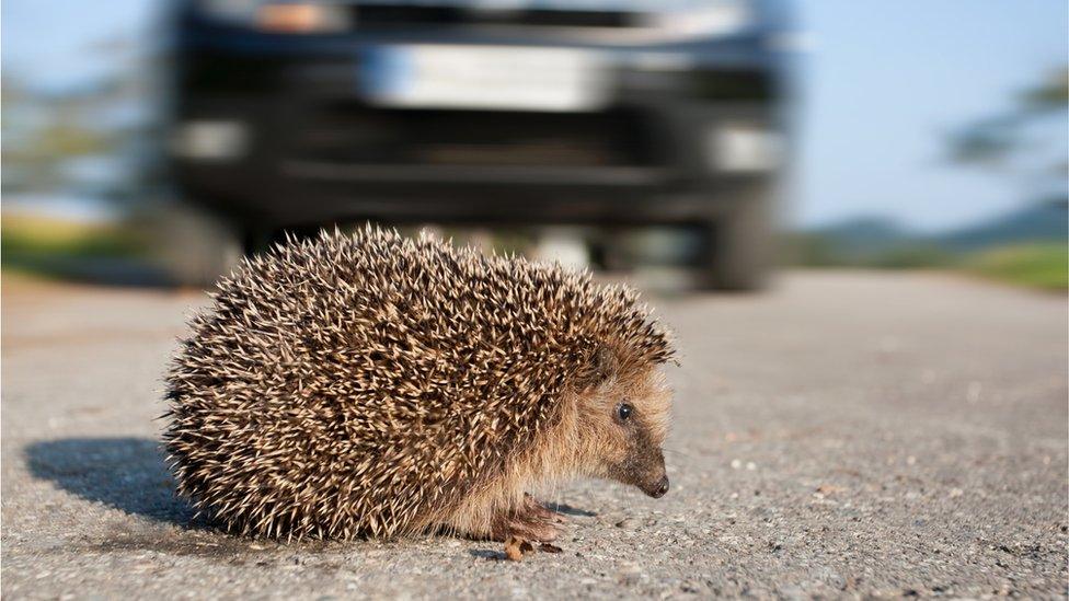 Hedgehog crossing a road