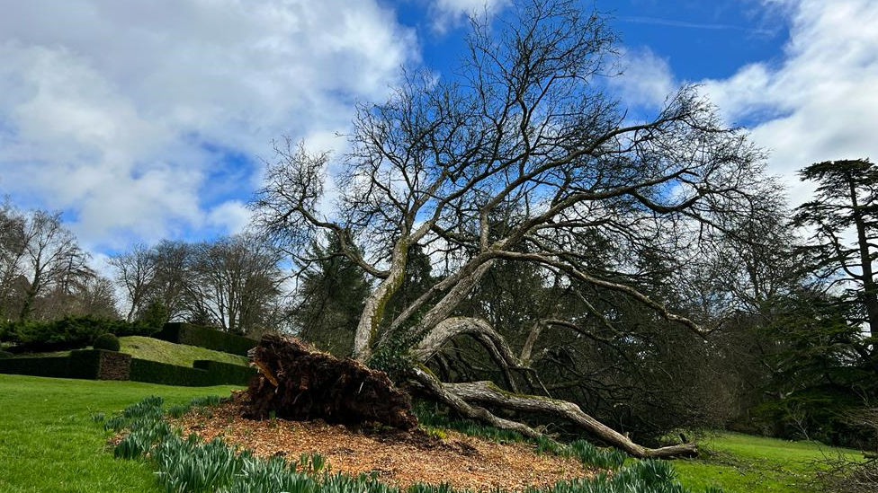 Tree on its side