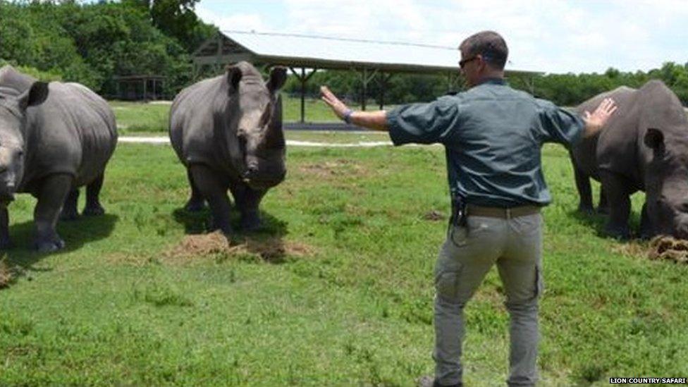 Southern white rhinos