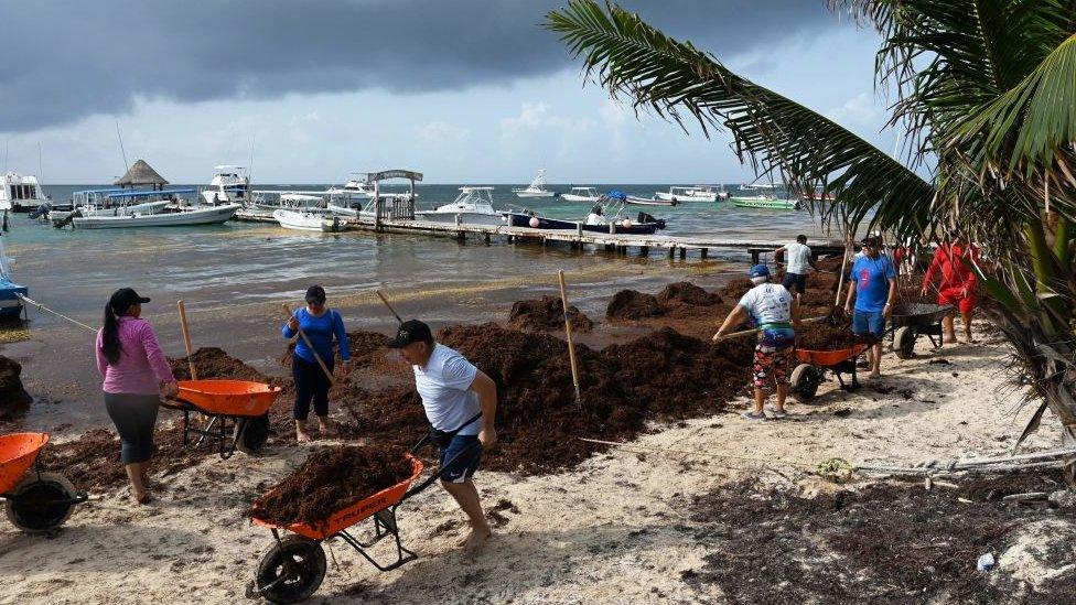 Sargassum clean up in Mexico in 2019