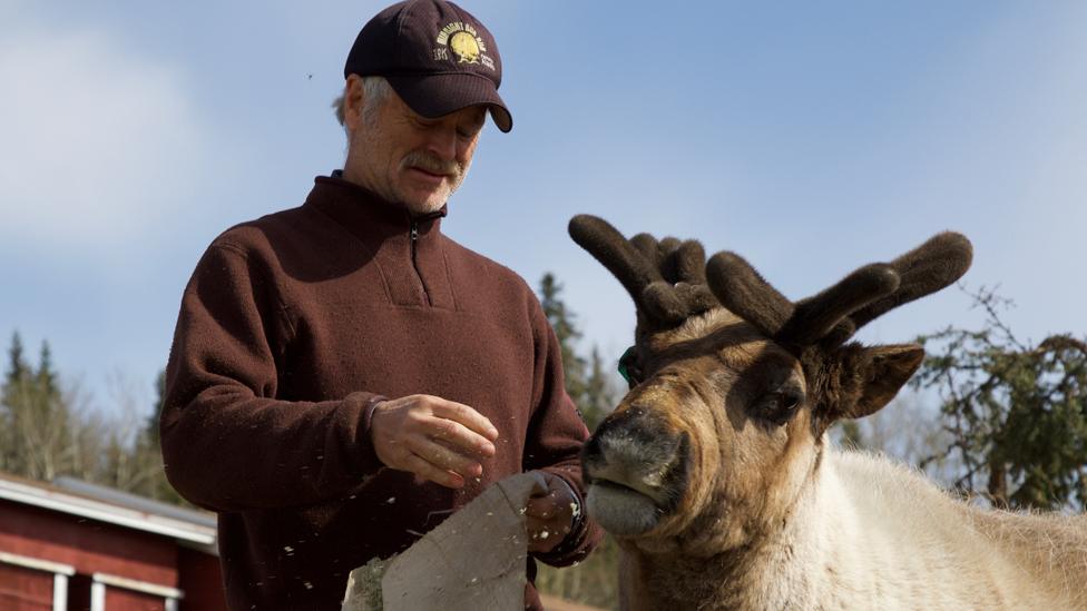 Finstad and reindeer