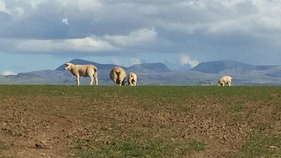 Welsh sheep