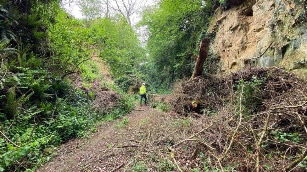 Trees and debris block rural road