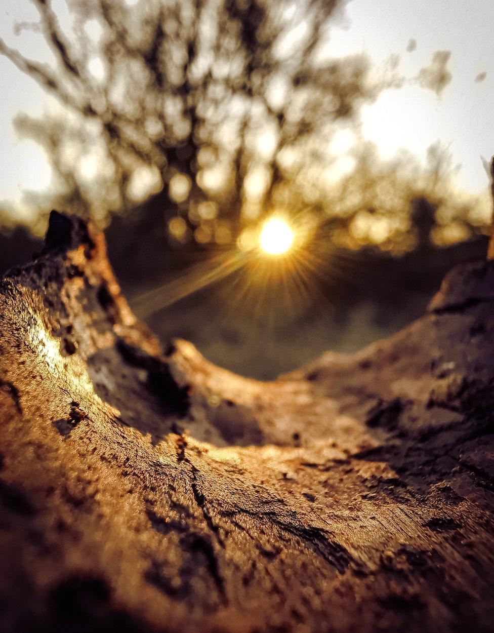 Sun coming through trees