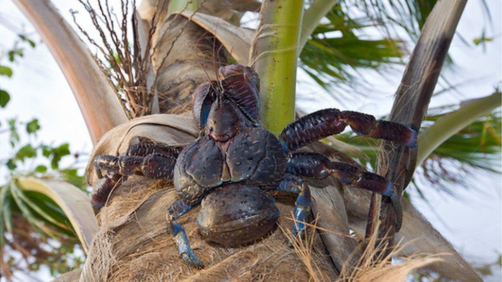 Crab climbing a palm tree