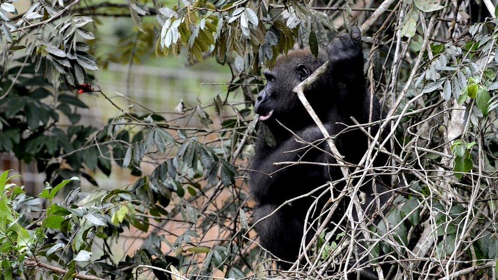 Gorilla at La Lékédi Parc, Gabon (c) Nil Rahola (IRD/CIRMF)