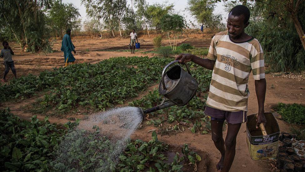 A man watering vegetables in Mali