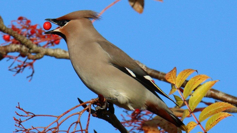 Waxwing