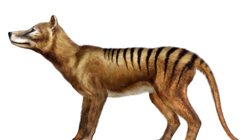 Tasmanian tiger