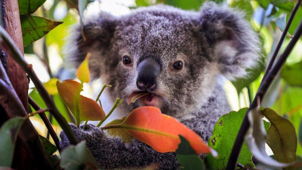 Baby koala