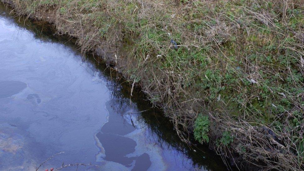 Llygredd olew ar Afon Cefni