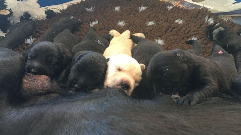 Several puppies feed from their mother, Abby