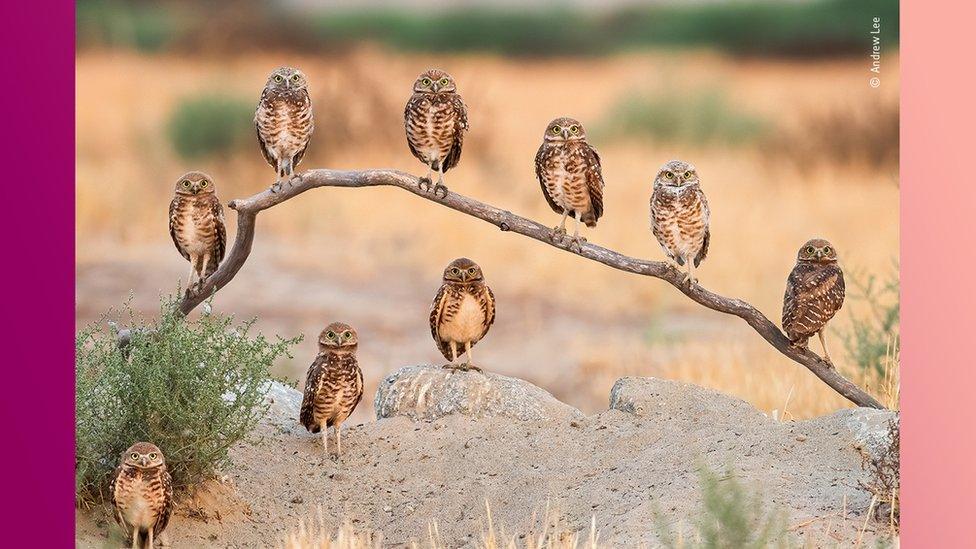 family-of-owls