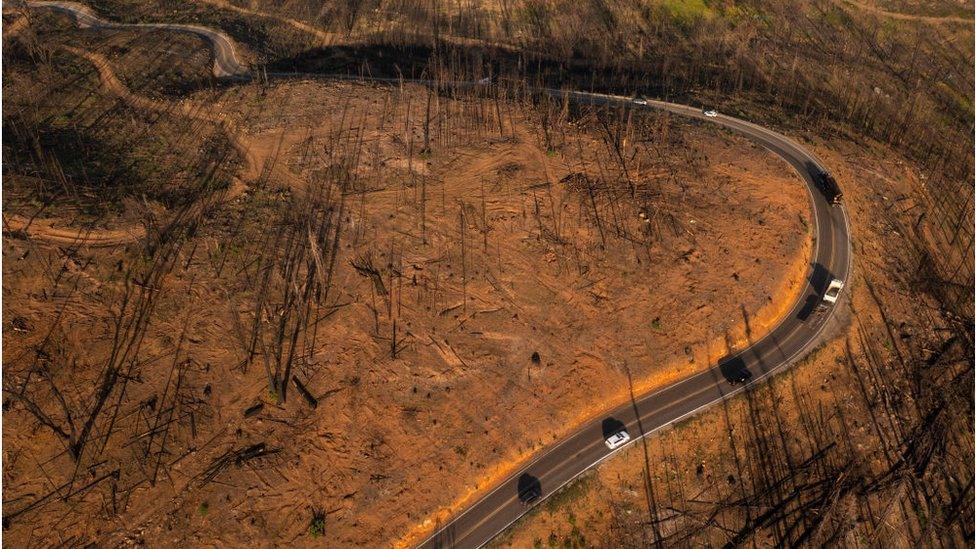 Traffic winds through a barren California landscape where burned trees were cut down following the Creek Fire.