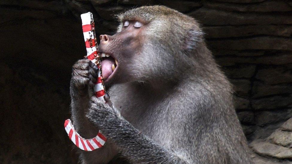 A baboon at Cali Zoo