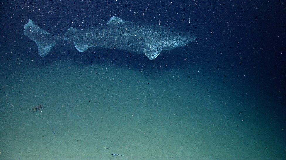 Greenland shark