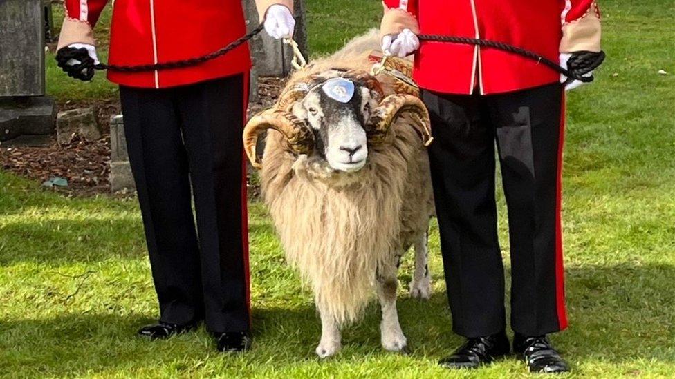 A Swaledale ram named Private Derby.